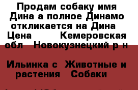 Продам собаку имя Дина а полное Динамо откликается на Дина › Цена ­ 50 - Кемеровская обл., Новокузнецкий р-н, Ильинка с. Животные и растения » Собаки   